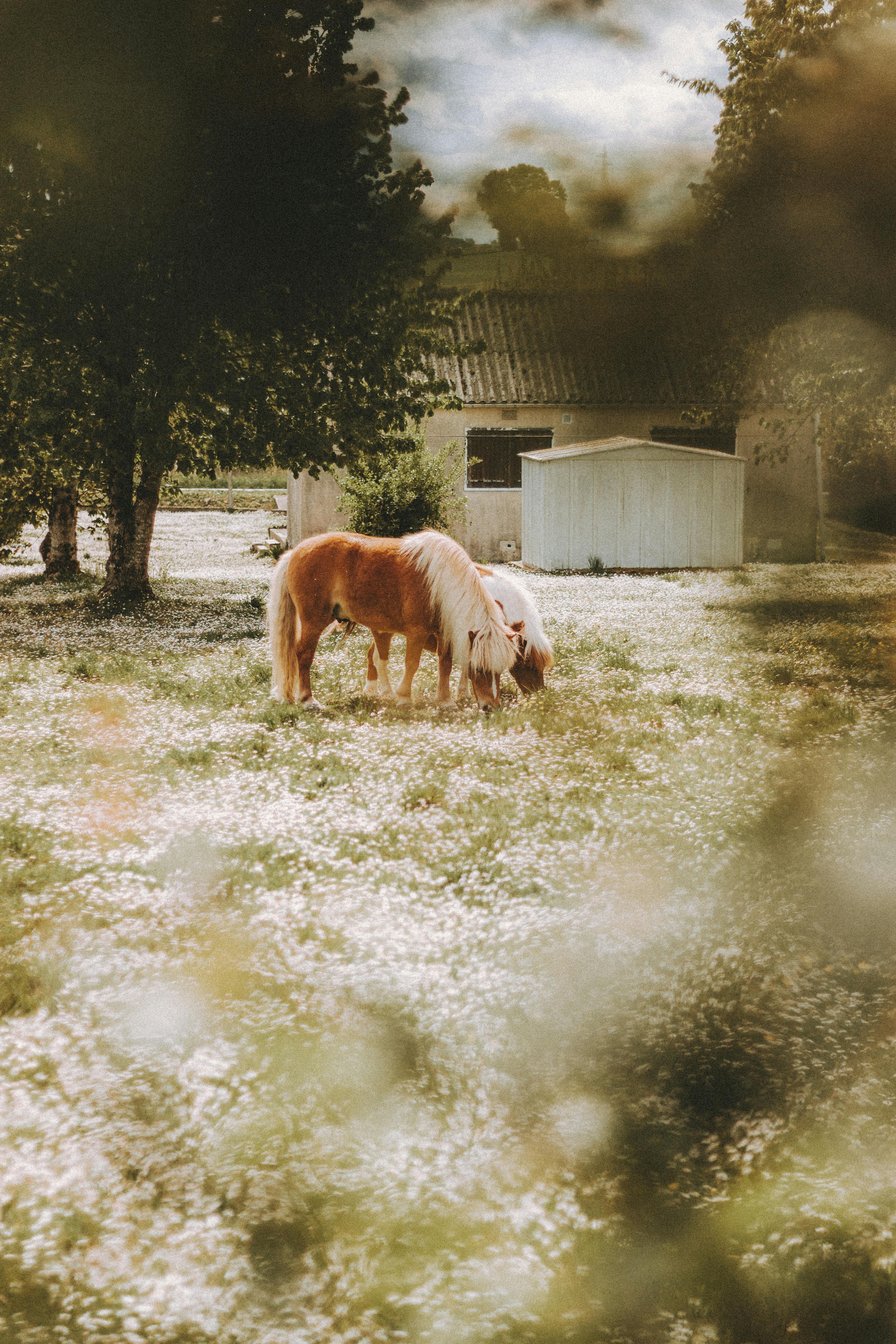 Reitstunden auf dem Ponyhof Möllmann